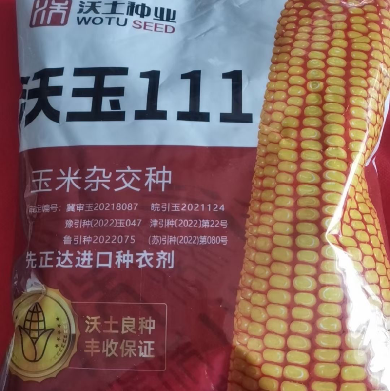 沃玉111玉米种子大棒型抗锈抗倒高产量