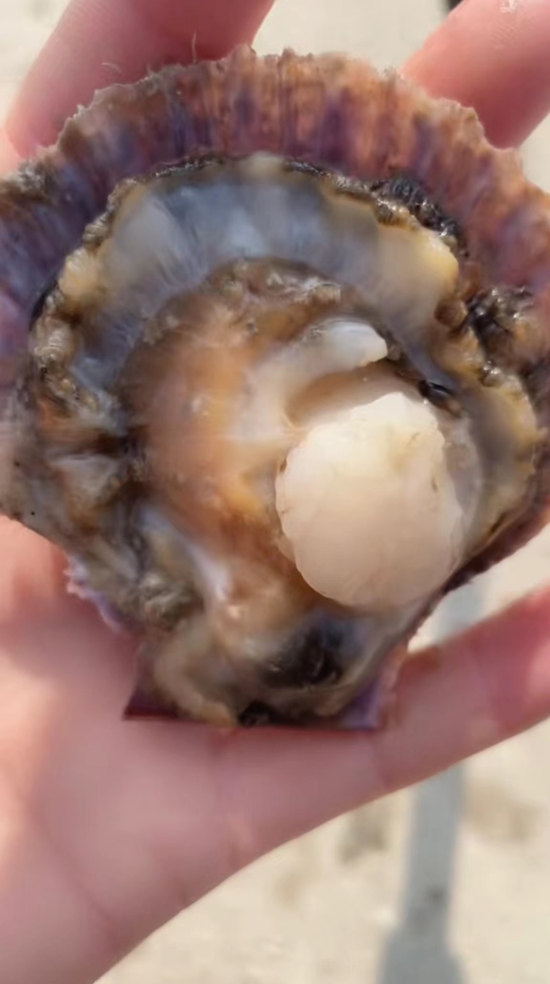 小红贝扇贝港湾贝规格大小齐全可按需包装大量上市量大从优