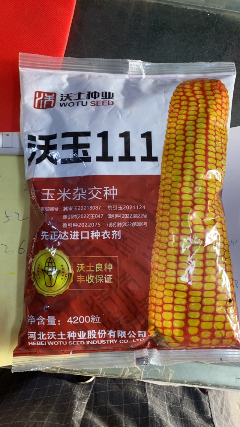 沃玉111玉米种子大棒型抗锈抗倒高产量