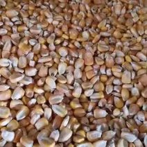 国企二等玉米2220元30到50万吨预计排产800万吨