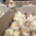 海兰褐蛋鸡苗质量保证诚信经营厂家直销包运输