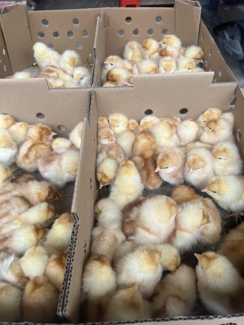 海兰褐蛋鸡苗质量保证诚信经营厂家直销包运输