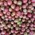 云南保山露天西红柿（红果，粉果）对接市场，电商，团购社区