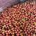 云南保山露天西红柿（红果，粉果）对接市场，电商，团购社区