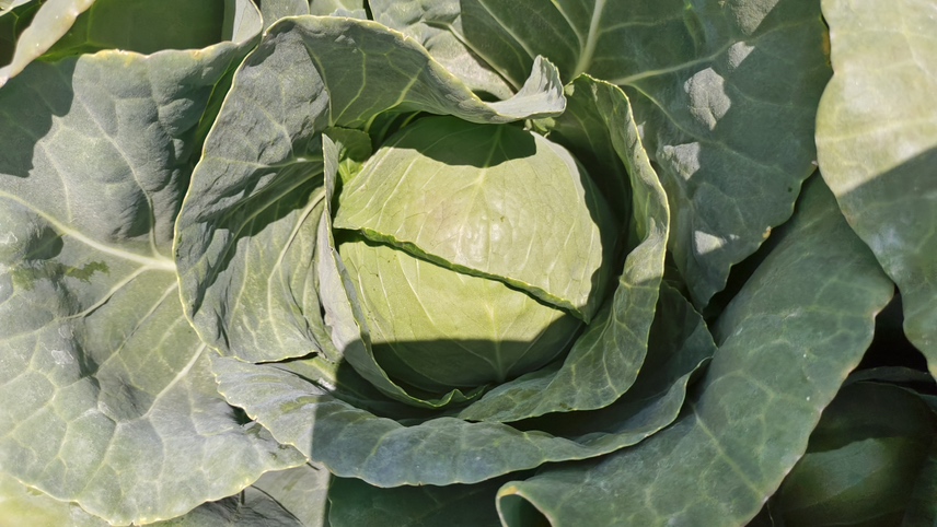 甘蓝与大头菜外观对比图,展示两者在叶球和根部形态上的区别 甘蓝与大头菜对比图