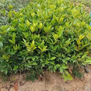 出售樱桃苗，嘉宝果苗，各种小苗