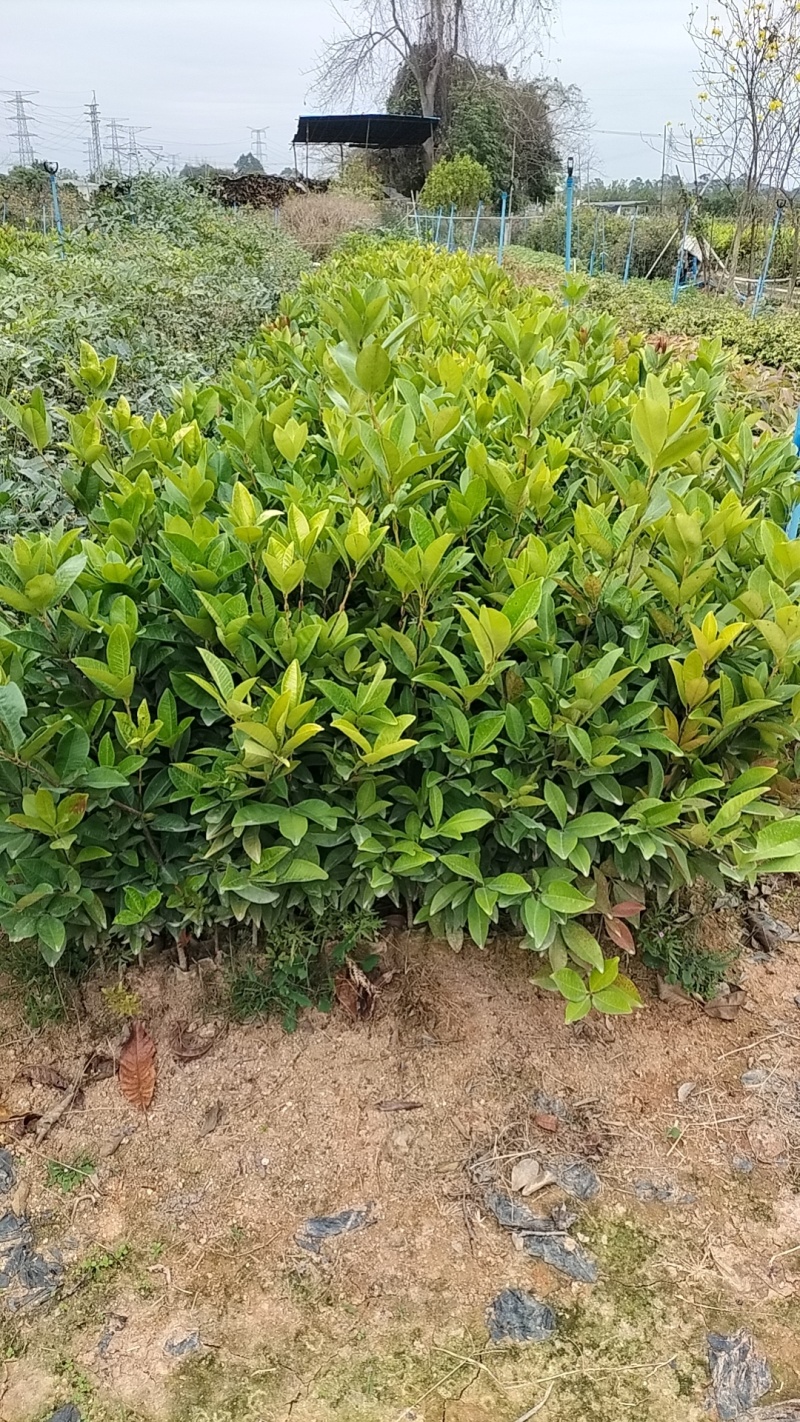 出售樱桃苗，嘉宝果苗，各种小苗