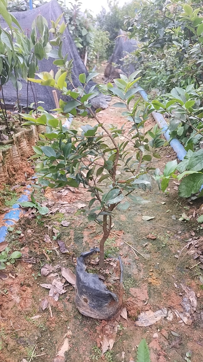 出售樱桃苗，嘉宝果苗，各种小苗