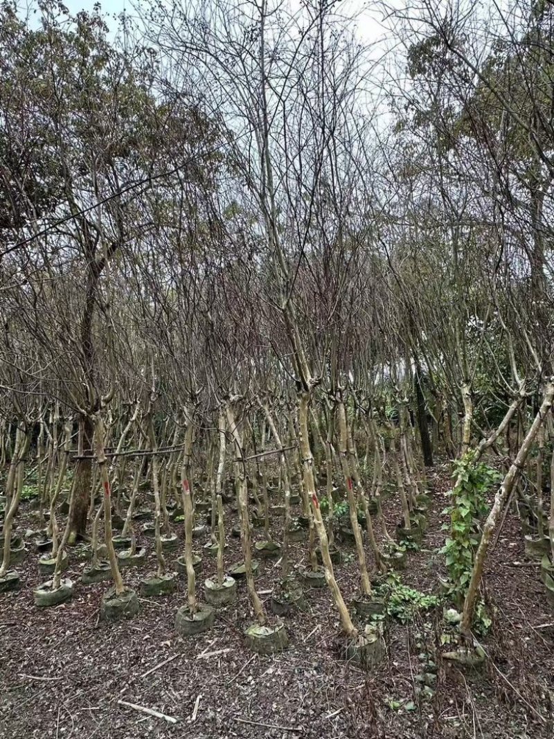 小叶紫薇