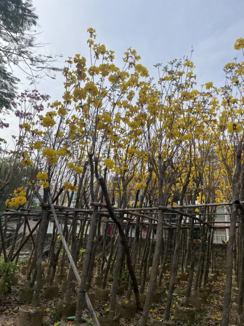 黄花风铃木