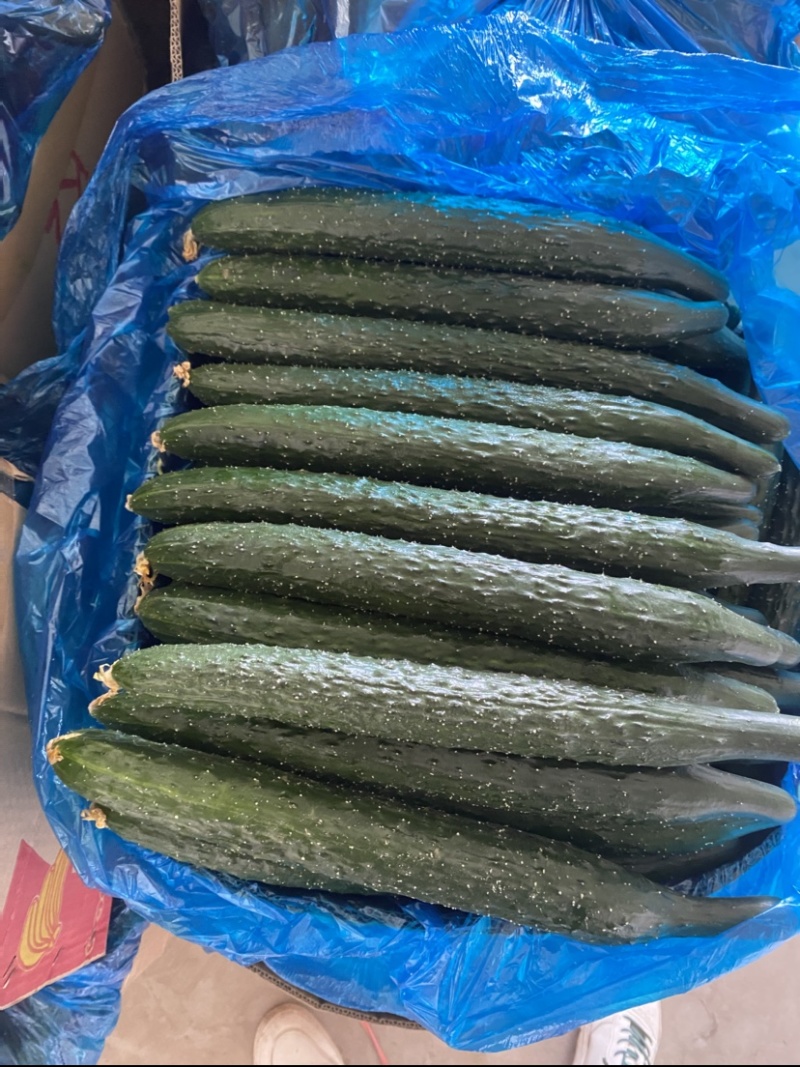 河南黄瓜，密刺黄瓜黑条油量青肉，万亩蔬菜种植基地货源充足