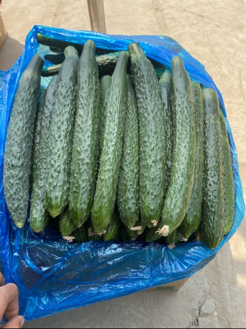 河南黄瓜，密刺黄瓜黑条油量青肉，万亩蔬菜种植基地货源充足