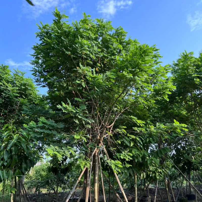 黄槐