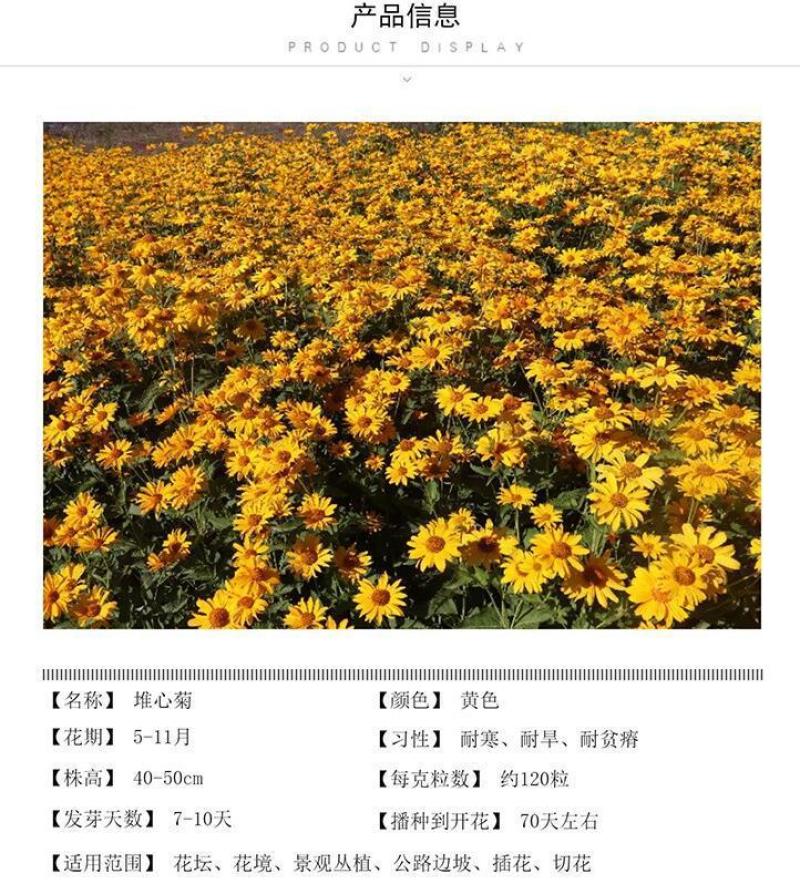 堆心菊花种子籽多年生耐寒耐热景观园林绿化庭院四季易种活花