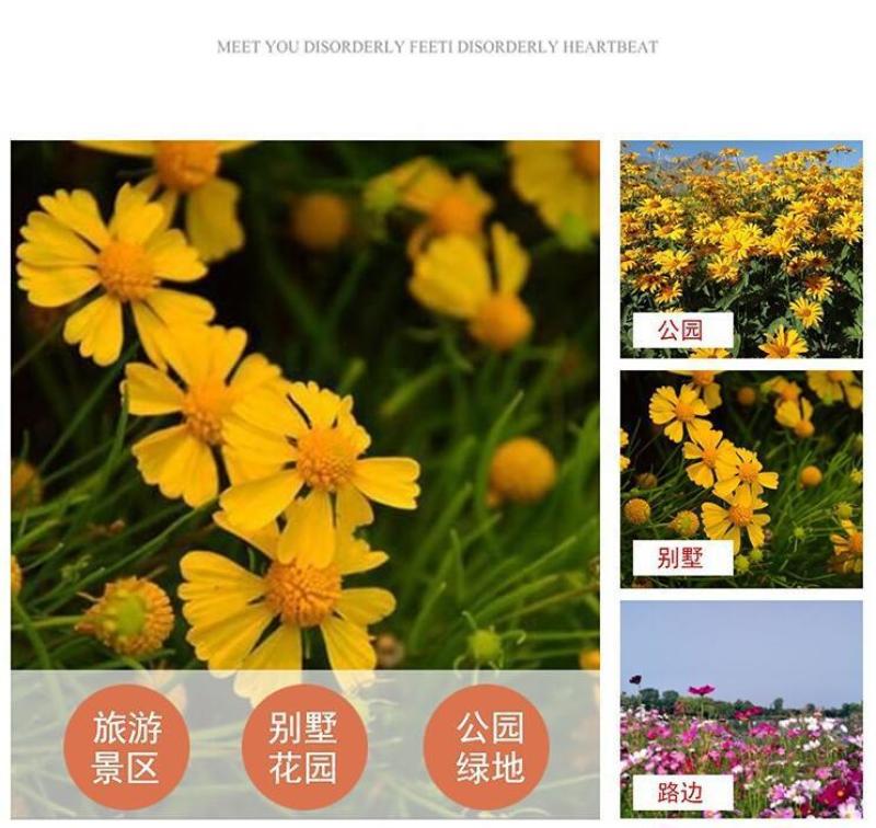 堆心菊花种子籽多年生耐寒耐热景观园林绿化庭院四季易种活花