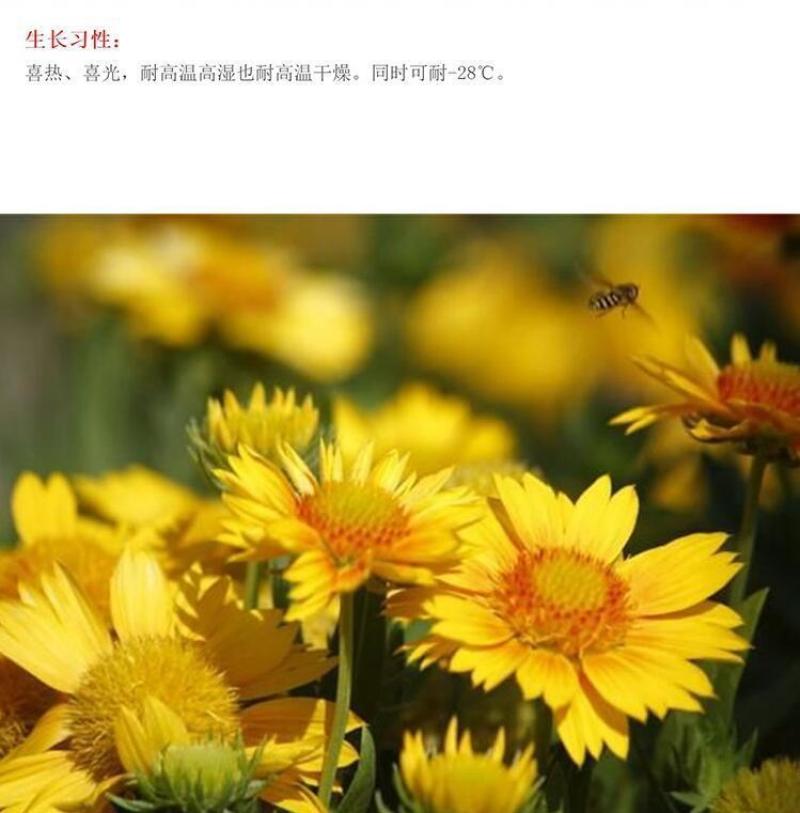 堆心菊花种子籽多年生耐寒耐热景观园林绿化庭院四季易种活花