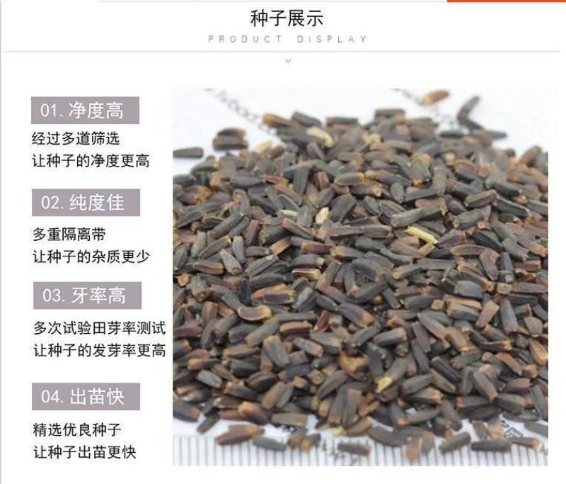 堆心菊花种子籽多年生耐寒耐热景观园林绿化庭院四季易种活花