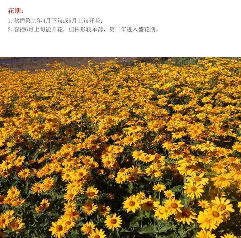堆心菊花种子籽多年生耐寒耐热景观园林绿化庭院四季易种活花