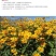 堆心菊花种子籽多年生耐寒耐热景观园林绿化庭院四季易种活花