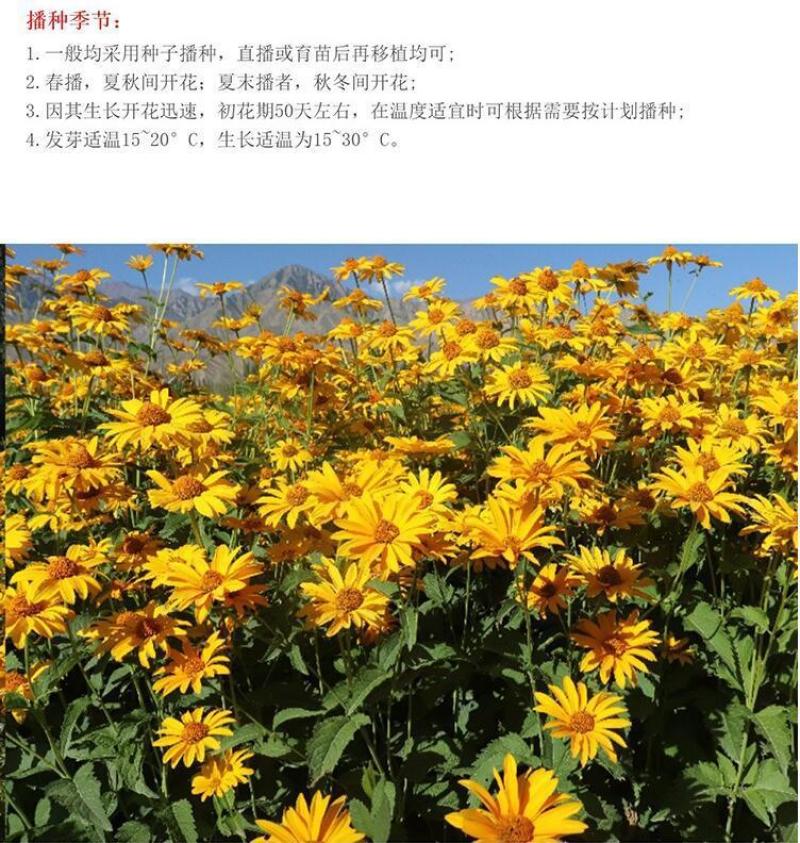 堆心菊花种子籽多年生耐寒耐热景观园林绿化庭院四季易种活花