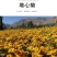 堆心菊花种子籽多年生耐寒耐热景观园林绿化庭院四季易种活花