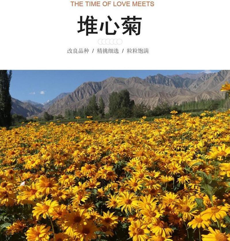 堆心菊花种子籽多年生耐寒耐热景观园林绿化庭院四季易种活花