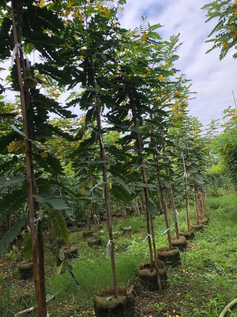 黄花槐