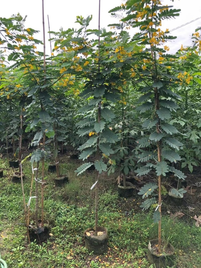 黄花槐