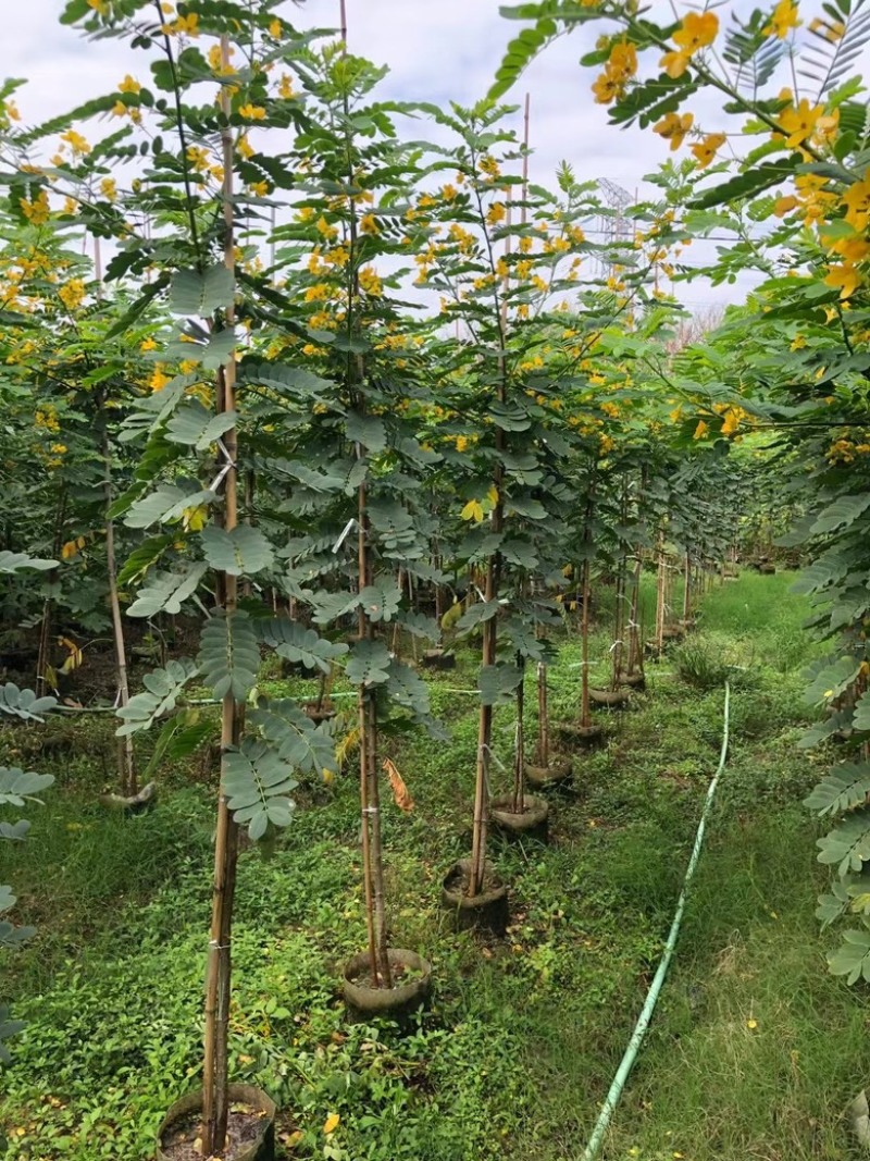 黄花槐