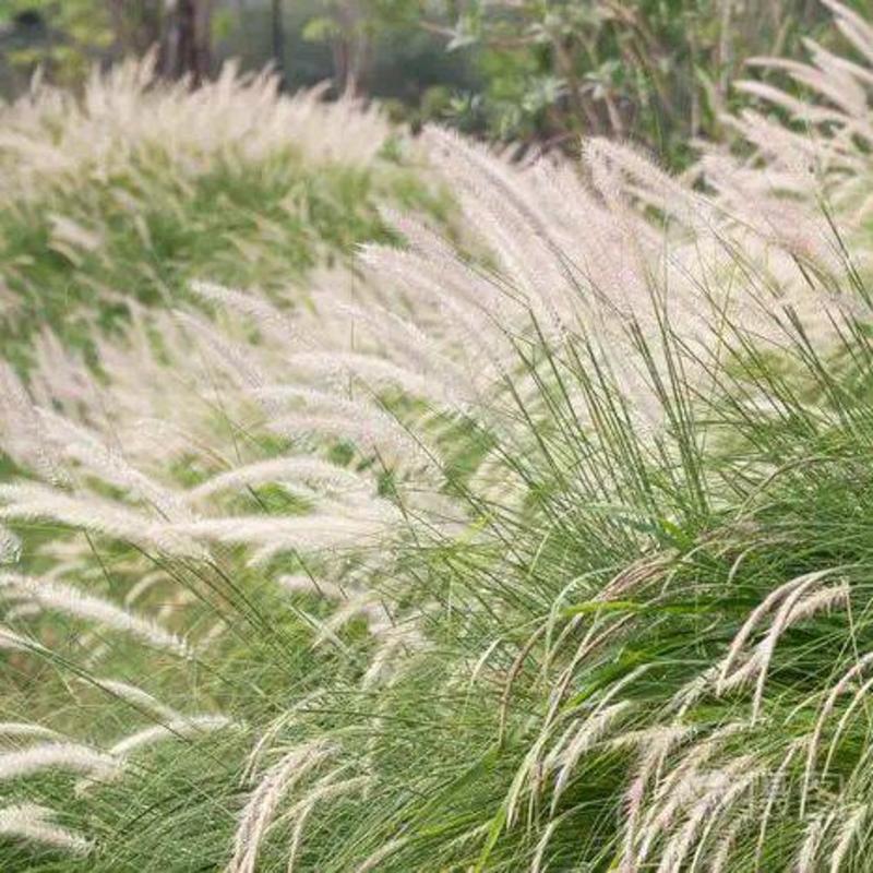 野生茅草种子白茅根草种子白茅草种子白茅花丝茅花白茅