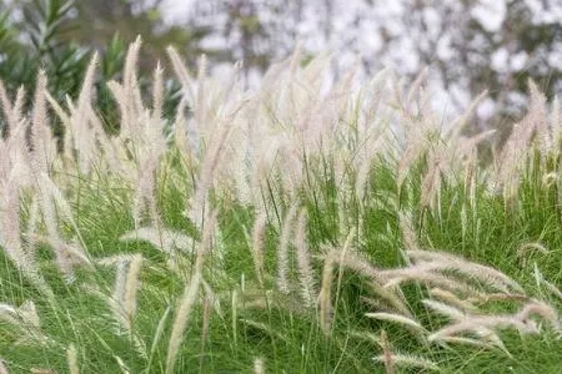 野生茅草种子白茅根草种子白茅草种子白茅花丝茅花白茅