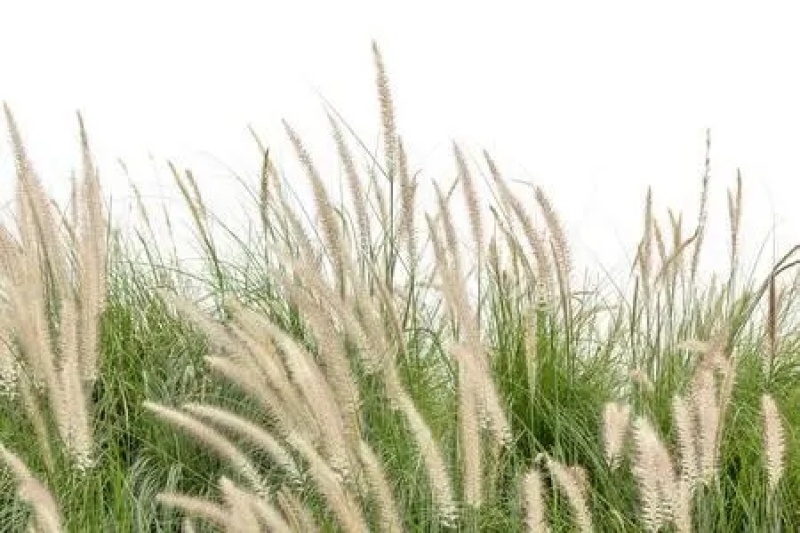 野生茅草种子白茅根草种子白茅草种子白茅花丝茅花白茅