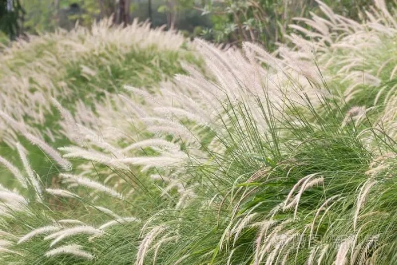 野生茅草种子白茅根草种子白茅草种子白茅花丝茅花白茅