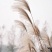 野生茅草种子白茅根草种子白茅草种子白茅花丝茅花白茅