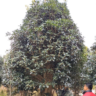 八月桂花