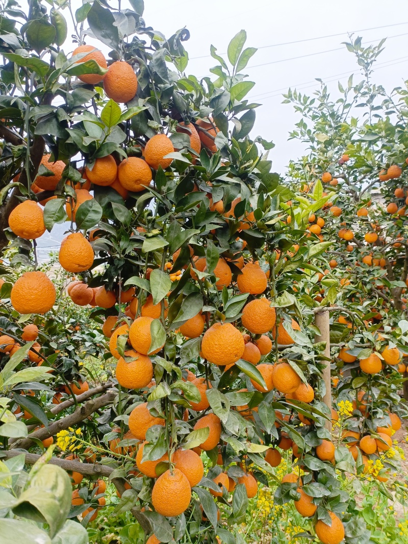 石棉黄果柑价格便宜了