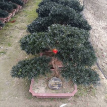 【罗汉松】造型罗汉松基地直发价格优惠欢迎咨询