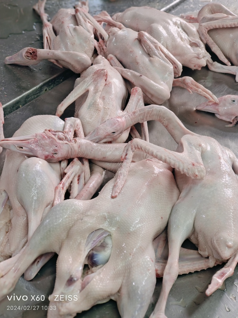 现宰鹅肉，新鲜货直供，品质保证，规格齐全欢迎采购