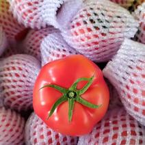 陕西西红柿【普罗旺斯西红柿】对接电商市场商超等各类客户