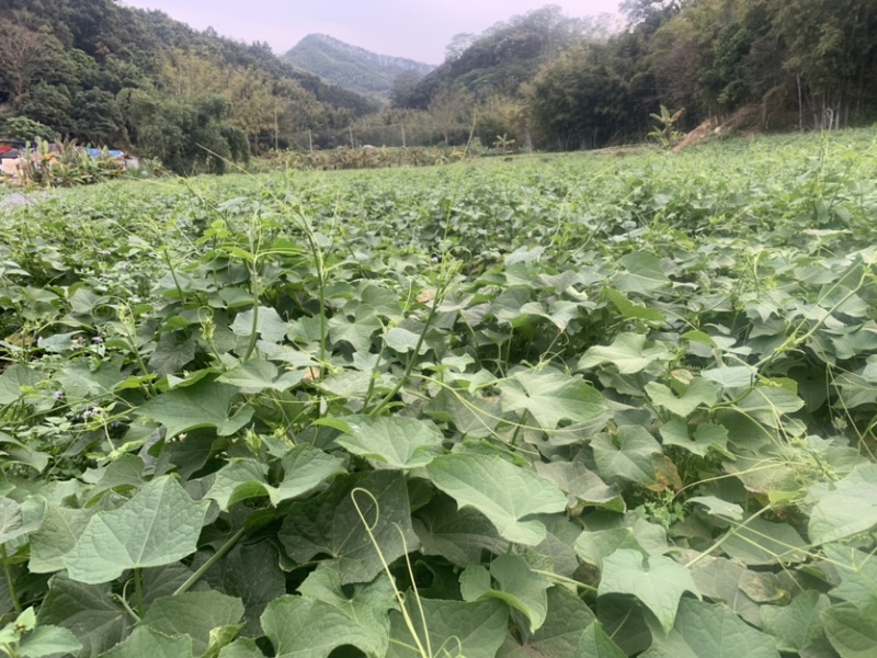 广州增城派潭镇300亩龙须菜种植基地直销、每天采摘