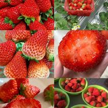 红颜草莓，基地直发，货源充足，质量保证，欢迎采购