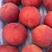 热卖中一手货源红梅桃清甜可口量大从优欢迎采购