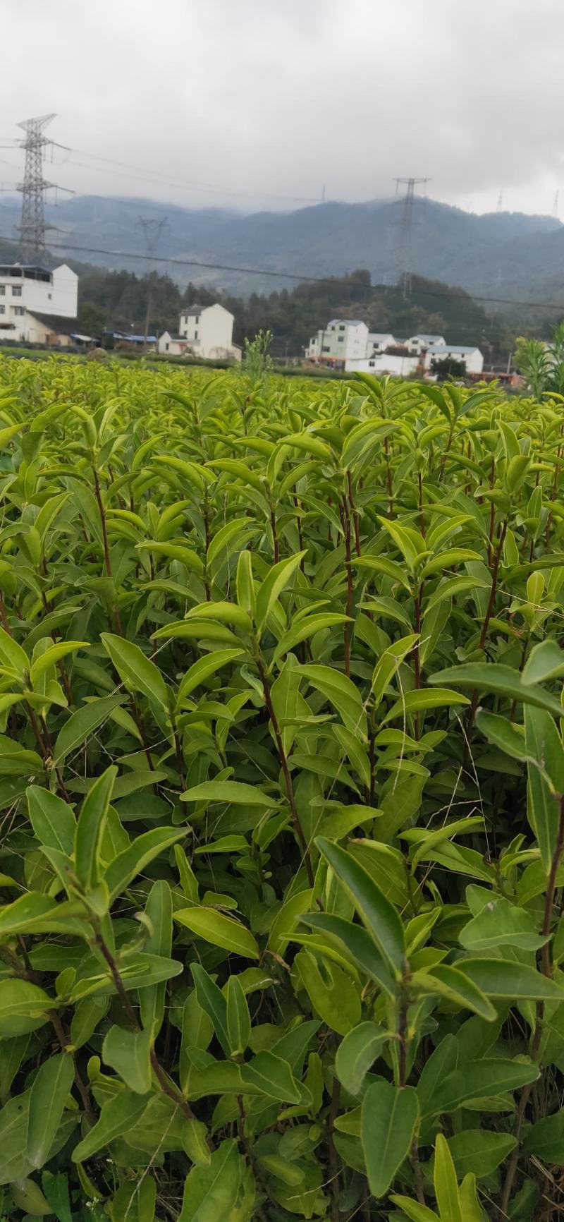 肉桂苗，一手货源，欢迎订购，诚信经营、