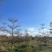 锦叶榄仁