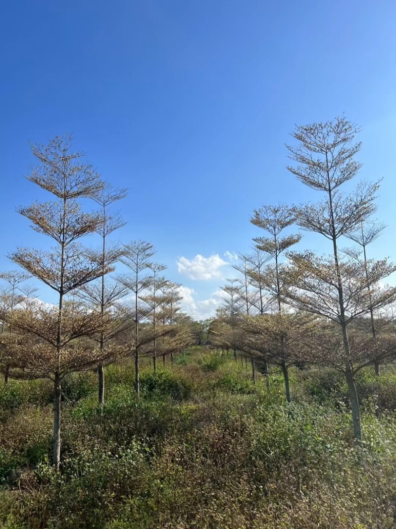 锦叶榄仁