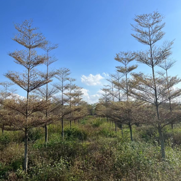 锦叶榄仁