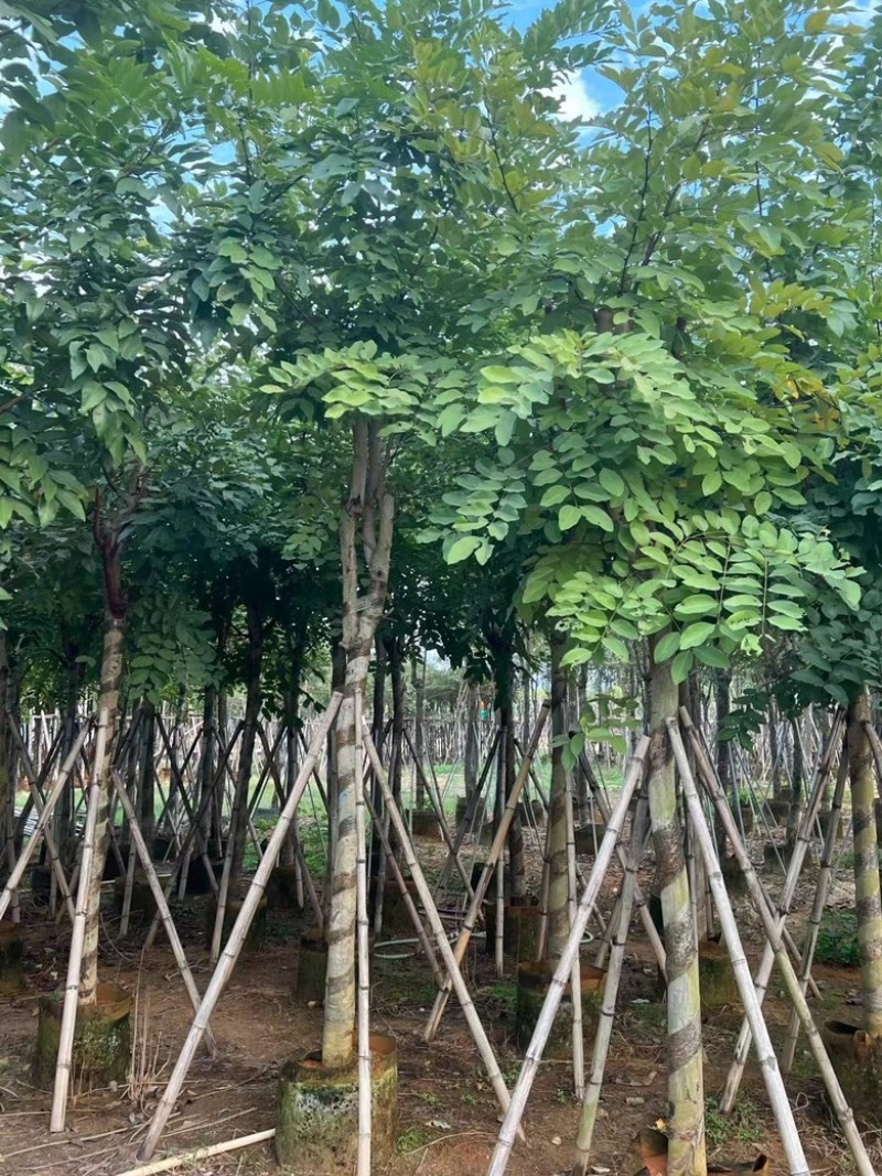 腊肠树