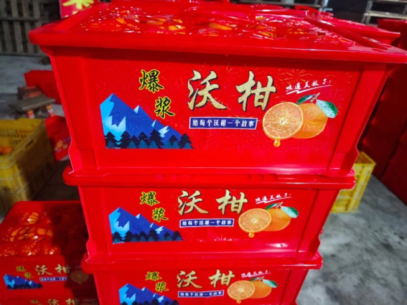 沃柑