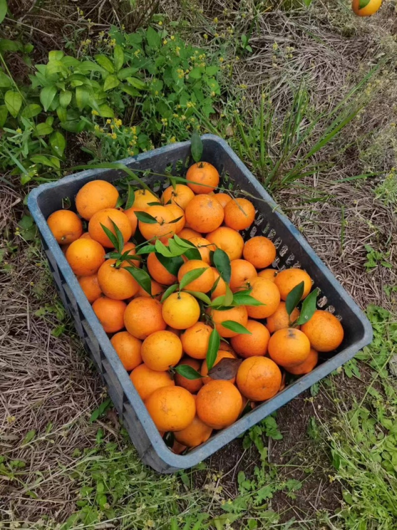 沃柑