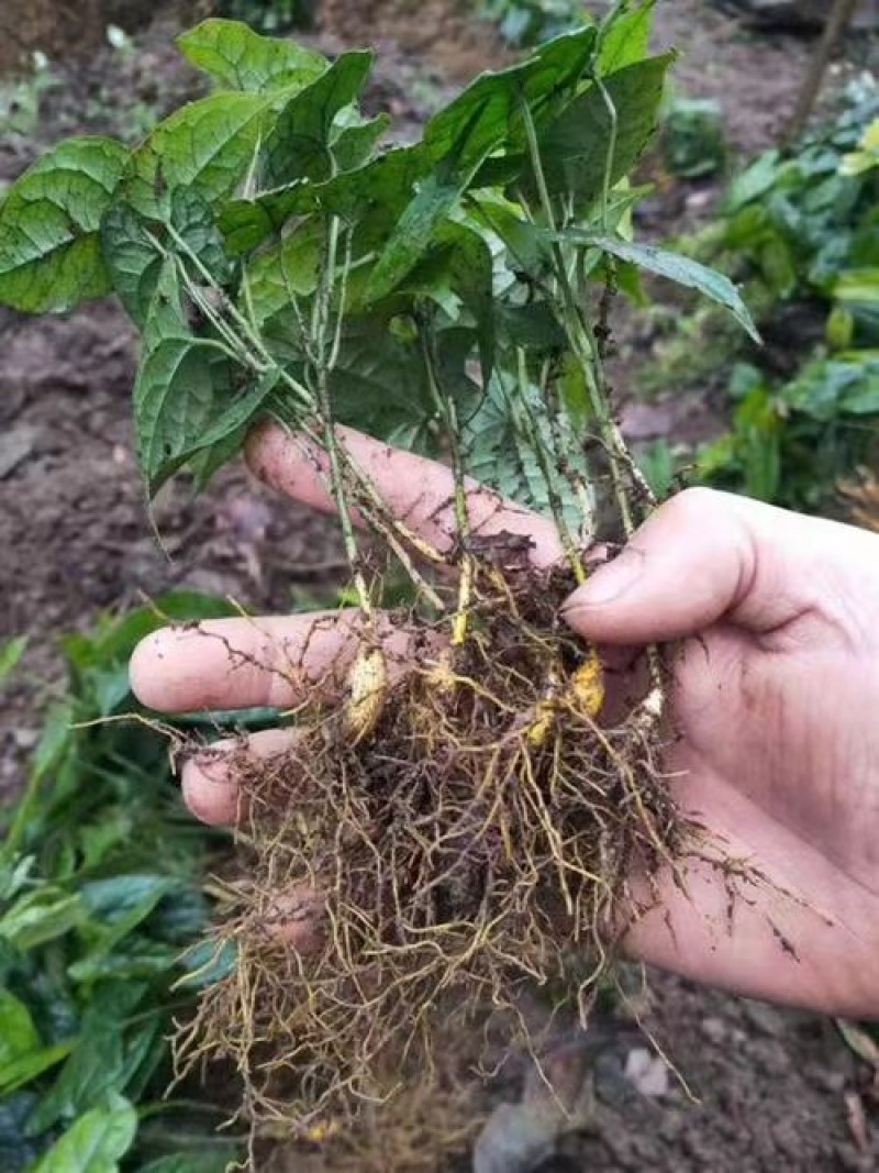 金果榄种苗中药材大量上市，产地直销，可视频看货